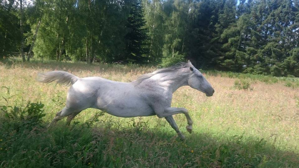 Hestevelfærd